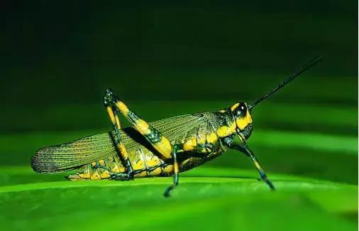 紧致臀线的正确方法,紧致肌肉和提臀的锻炼方法