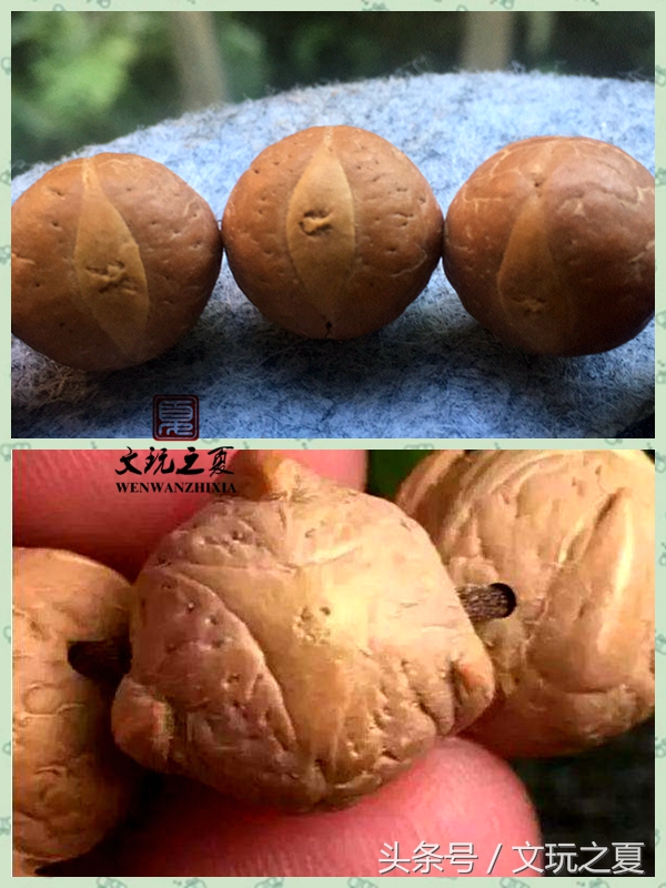 如何选择凤眼菩提,凤眼菩提如何选择