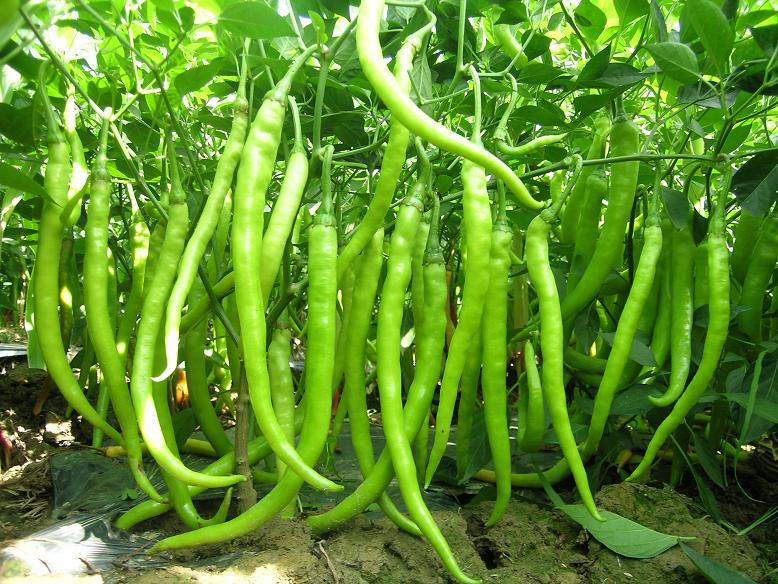 最好的十种辣椒,全球130种辣椒排名