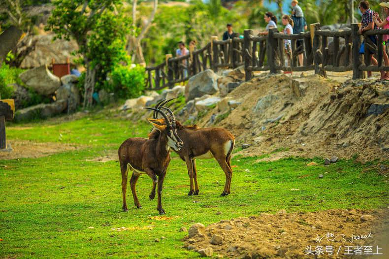 越南最美山庄,越南最美的桃源