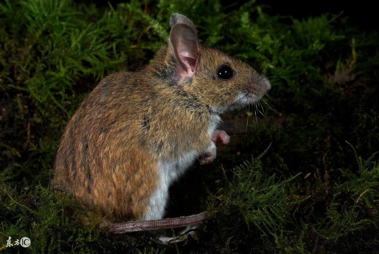 72年属鼠女2022年运势,属鼠2022年虎年运势运程