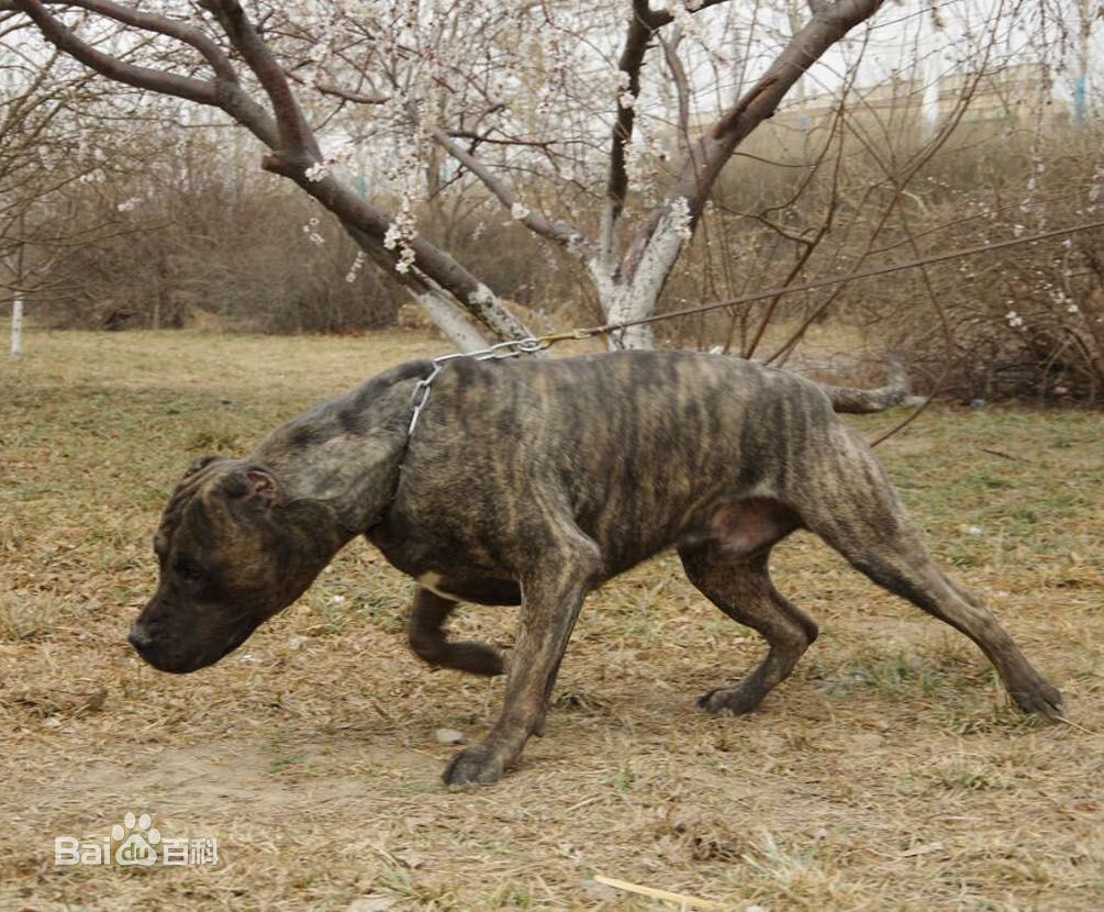 什么狗打得过加纳利,加纳利和卡斯罗哪个看家好