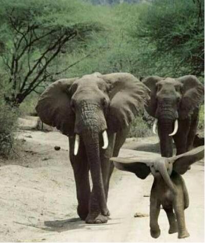 猫咪搞笑段子笑死人不偿命,笑死不偿命下铺搞笑段子