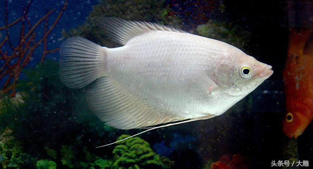 养的招财鱼死了怎么处理,招财鱼怎么避免烂身