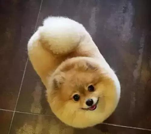 那坨博美！好软！好圆！好蓬！好想揉！