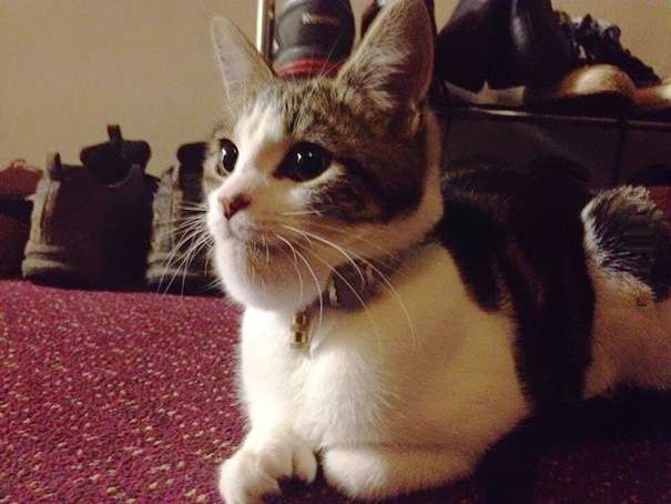 被蜂蜇了的地方为啥很痒,记录第一次被蜜蜂蜇