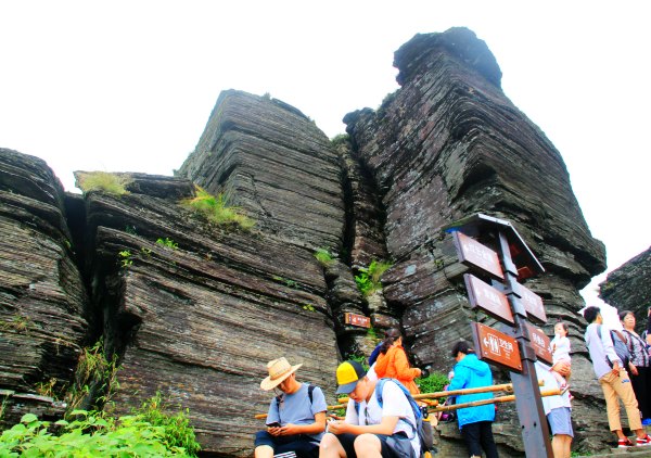 天天有人去山上采蘑菇,每天来观看的游客上万人