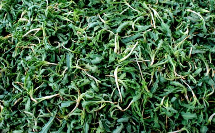 农村有哪些野草野菜可治疗胆囊炎,胆囊炎最怕的四种蔬菜苦菜