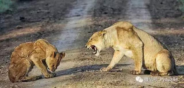 叶天炒股必胜口诀,压箱底炒股口诀