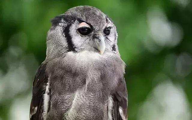 尼康顶级变焦长焦镜头,尼康4800万像素单反