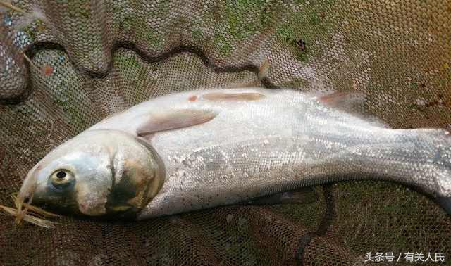 20块钱的黑塘，3个人1天收获50多条鱼，这次钓鱼很爽