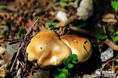 2018年河北邯郸峰峰响堂水镇,邯郸峰峰响堂水镇风景区旅游视频