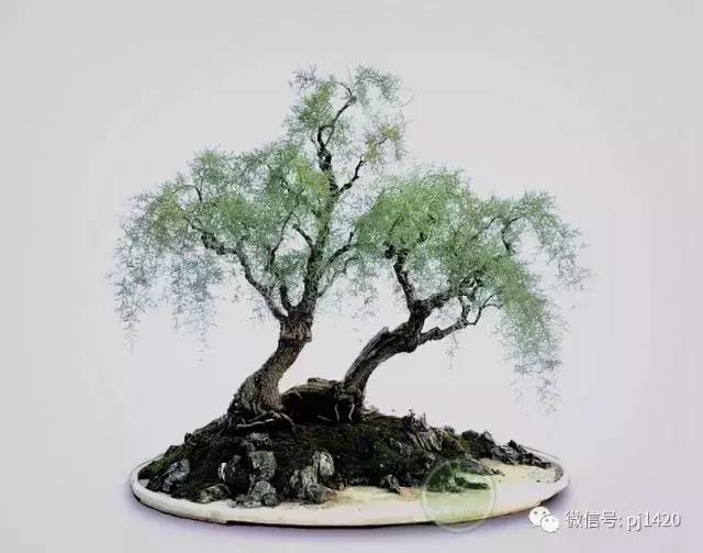 50种盆景树图片大全,50种盆景植物图片大全