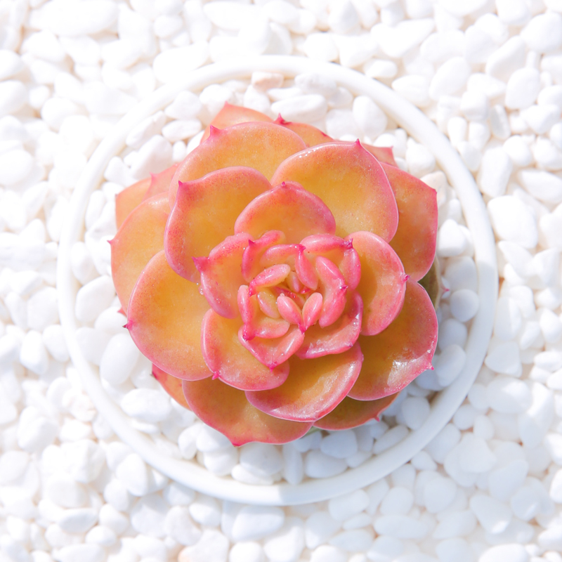 可爱的呆萌多肉,萌的多肉小植物