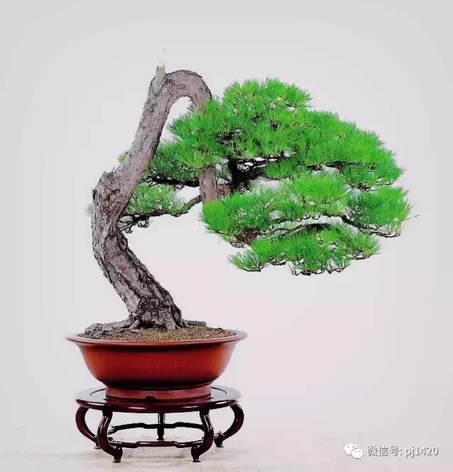 50种盆景树图片大全,50种盆景植物图片大全