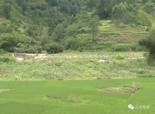 帕卡台风现在情况,帕卡台风最新情况