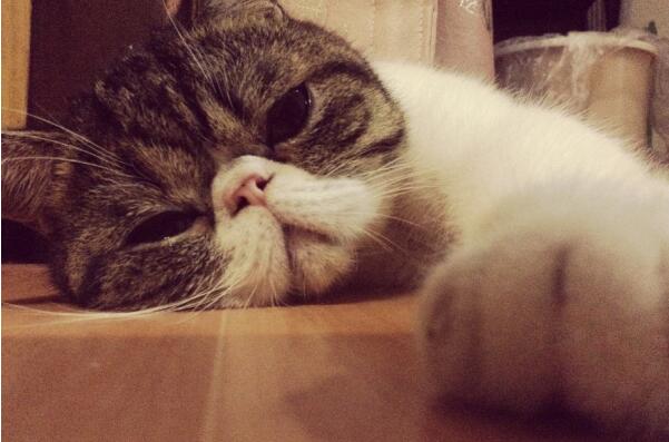 摩羯到底有多懒,摩羯佬谈摩羯座有多懒