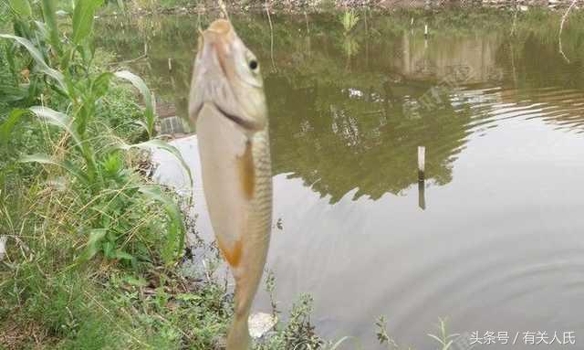 20块钱的黑塘，3个人1天收获50多条鱼，这次钓鱼很爽