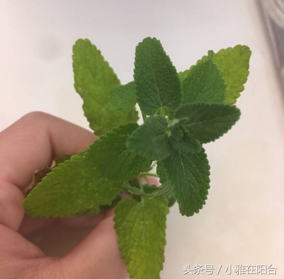 什么品种的猫薄荷最好,猫咪薄荷哪种最好用