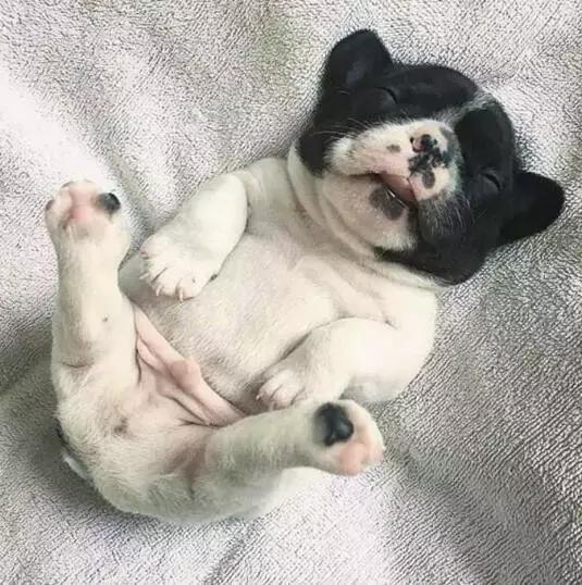 斗牛犬饲养知识,斗牛犬生产注意事项