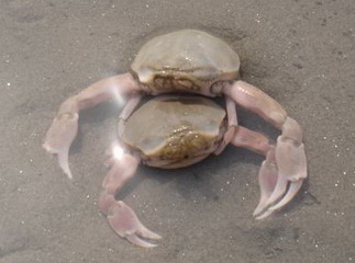 又到了吃螃蟹的季节怎样挑选螃蟹,如何正确挑选食用螃蟹你都知道吗