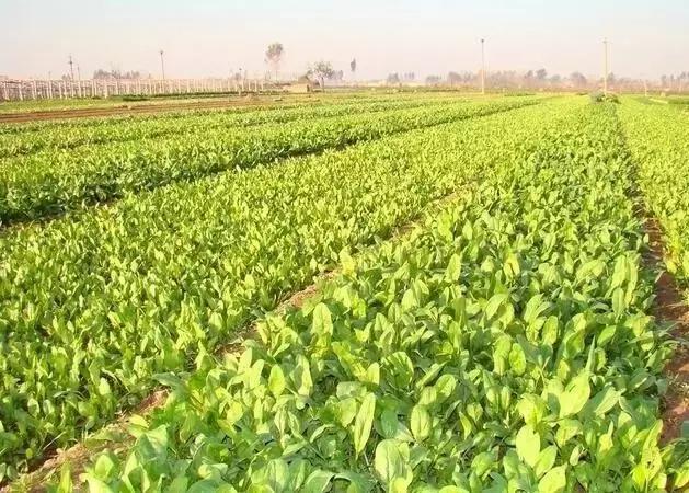 农业发展扩张要理智，贪心急进害死你自己附广州江南0828菜价