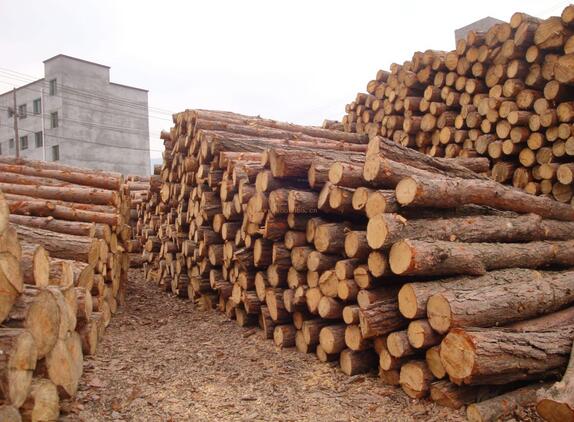 松木和橡木家具的区别,橡木和松木的区别