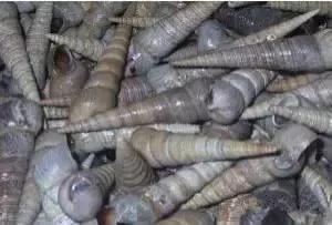 羊口开海！倒计时一天！第一网吃起来！看完哈喇子流一地