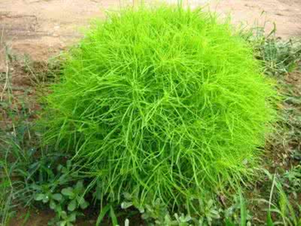 农村常见野草名称及作用,农村常见的野草及功效