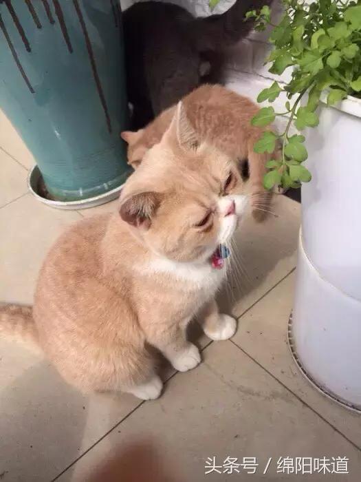 满足你满满的少女心,满足你所有少女心