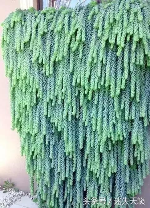 多肉，你小时候的样子太萌了，可千万别长大，长残