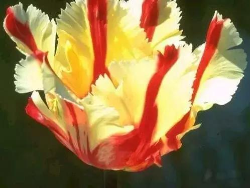 全世界各国的国花有哪些,世界各国国花有哪些