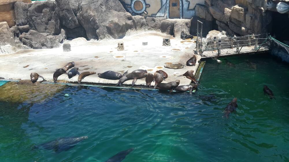 目前国内最好的海洋馆排名,全国排名前十的海洋馆