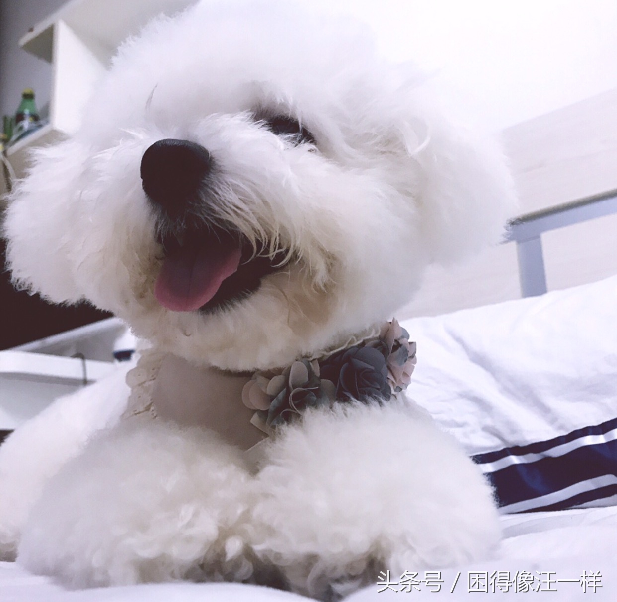 狗狗吃人的药有副作用吗,狗狗吃人用药需减药量吗