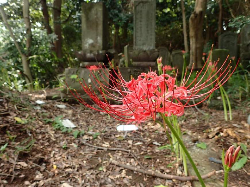 不养多肉种百合，犯二家庭玩转种球植物基本介绍！