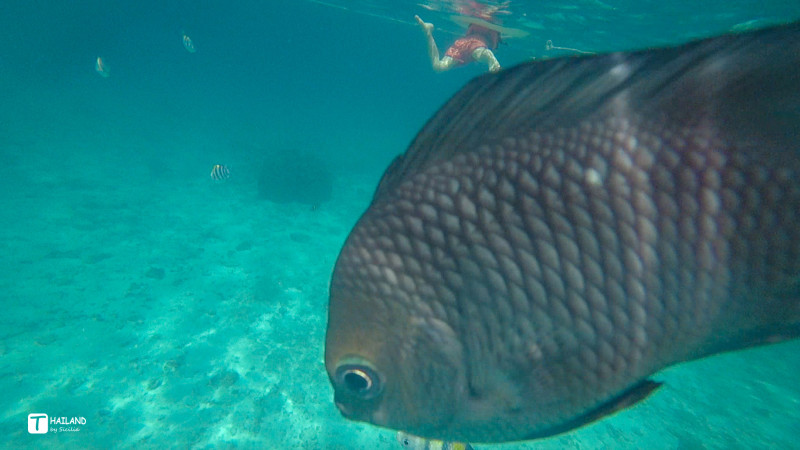 回忆那年在泰国踏浪看海,带你一起去泰国看海