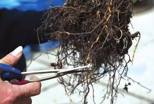 9月至12月什么花好看,9月适宜养的花