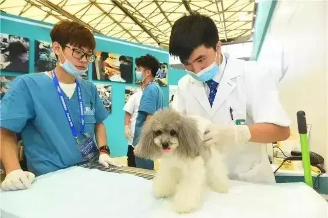 有哪些连锁的宠物医院,口碑最好的十大宠物医院