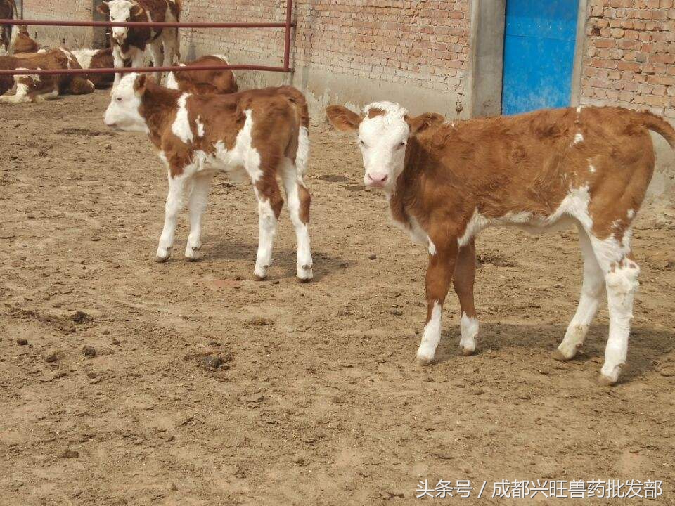 母牛预产推算,母牛繁育技术多久能学会