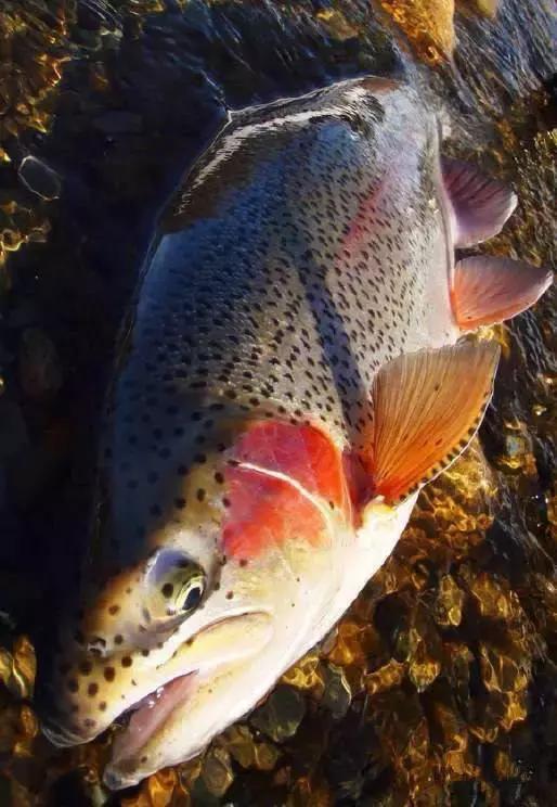 羊口开海！倒计时一天！第一网吃起来！看完哈喇子流一地