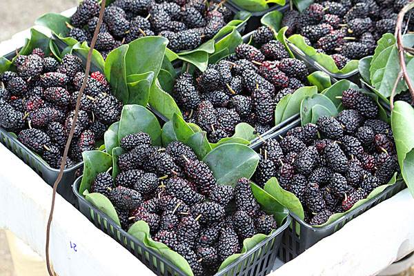 经常掉发怎么办多吃几种护发食物,掉发应该吃什么食物