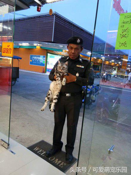 爱睡懒觉的喵大人,喜欢睡懒觉的猫猫