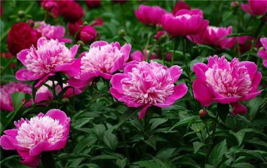 花晒伤了怎么补救,太阳花晒伤是什么样