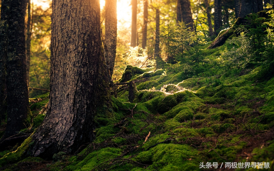 己所不欲勿施于人完整版,己所不欲勿施于人二年级日积月累