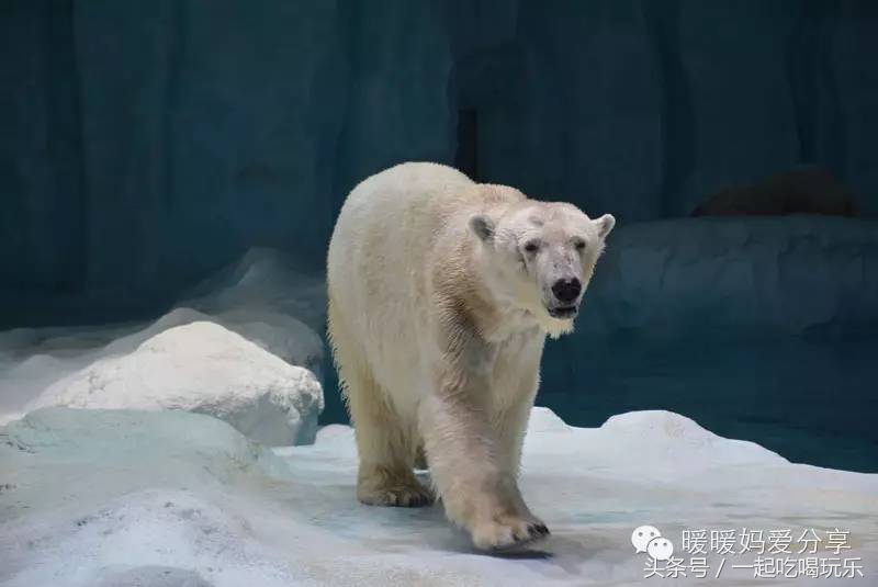 深圳长隆海洋王国攻略,珠海长隆国际海洋王国游玩攻略