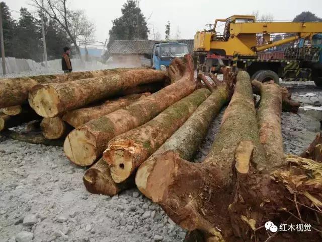 图说金丝楠之三类三别,金丝楠分为几个档次