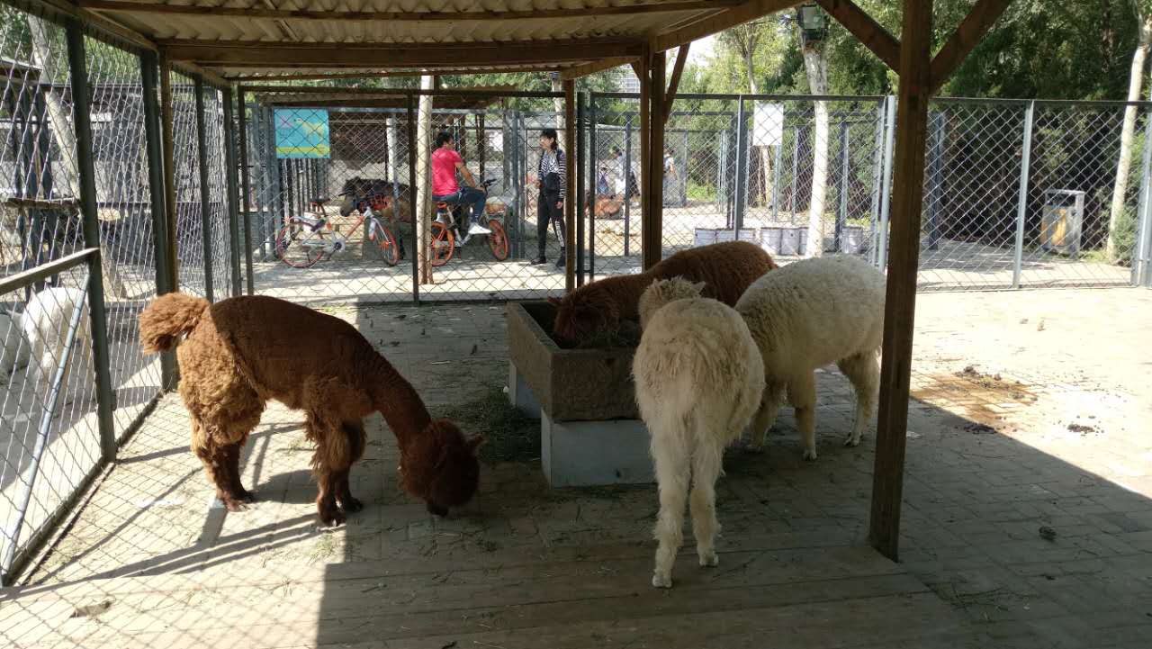 沈阳长白岛森林公园有海吗,游沈阳的长白岛森林公园400字作文