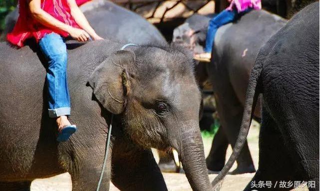 回味在成都,回味一首邓丽君的歌曲