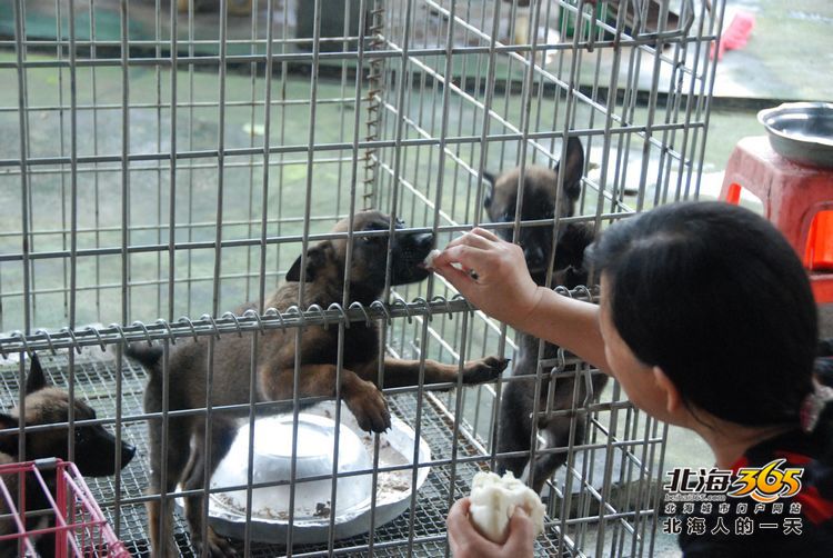 陈荣华北海,北海人的一天
