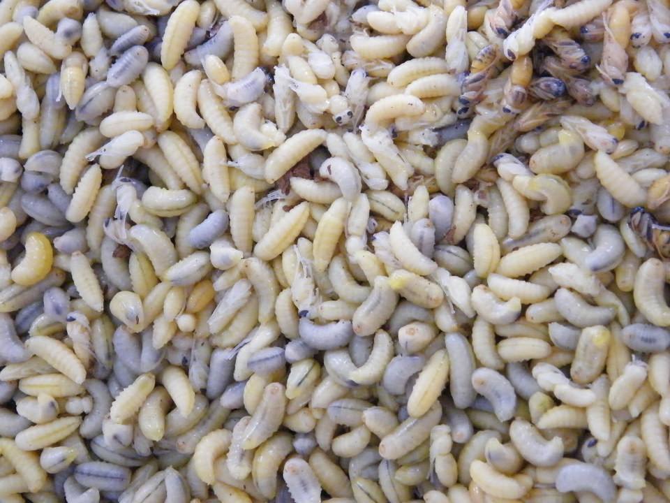 乡滋乡味香辣猪蹄,纯天然野生蜂蛹美食